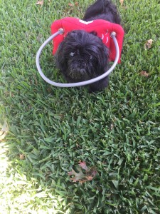 Nemo Blind Shih Tzu Halo