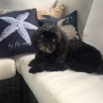 Nemo Blind Shih Tzu Halo