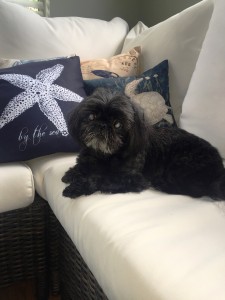 Nemo Blind Shih Tzu Halo