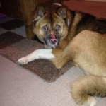 Nori Blind Akita Halo