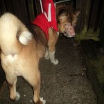 Nori Blind Akita Halo