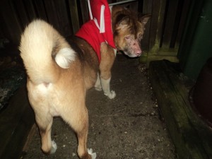 Nori Blind Akita Halo