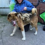 Nori Blind Akita Halo