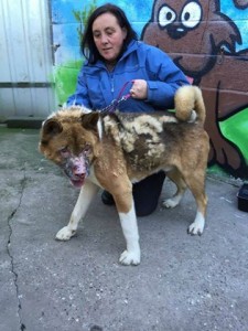 Nori Blind Akita Halo