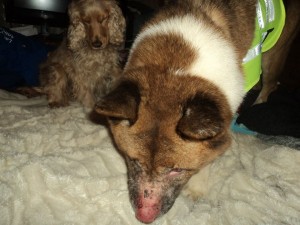 Nori Blind Akita Halo