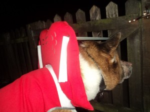 Nori Blind Akita Halo