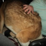 Nori Blind Akita Halo