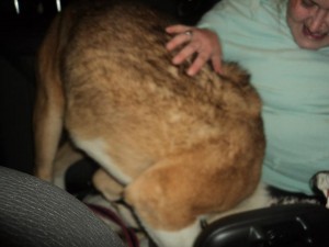 Nori Blind Akita Halo