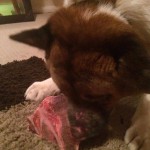Nori Blind Akita