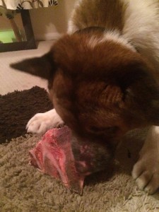 Nori Blind Akita