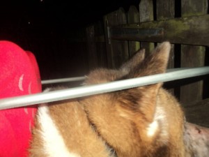 Nori Blind Akita Halo
