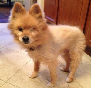 Norton Blind Pomeranian Halo