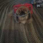 Peaches Blind Pekingese Halo
