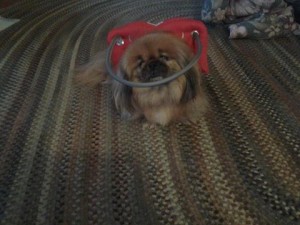 Peaches Blind Pekingese Halo