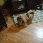 Peaches Blind Pekingese Halo
