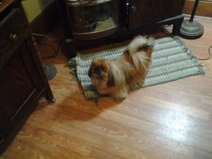 Peaches Blind Pekingese Halo
