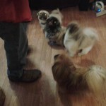 Peaches Blind Pekingese Halo