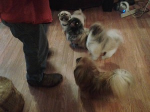 Peaches Blind Pekingese Halo