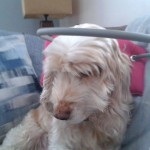 Pearl Blind Cocker Spaniel