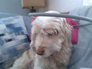 Pearl Blind Cocker Spaniel