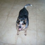 Annie Australian Cattle Dog Halo