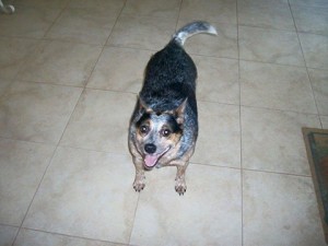 Annie Australian Cattle Dog Halo