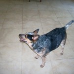 Annie Australian Cattle Dog Halo