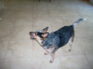 Annie Australian Cattle Dog Halo