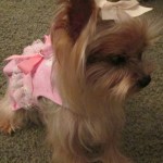 Petal Blind Yorkie Halo