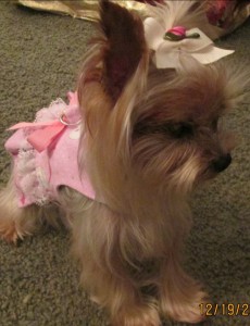 Petal Blind Yorkie Halo