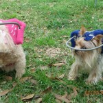Petal Blind Yorkie Halo