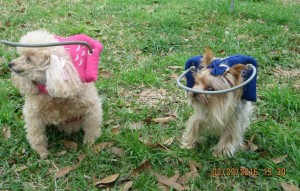 Petal Blind Yorkie Halo