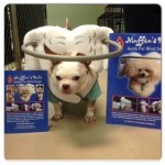Pipper Blind Chihuahua Halo