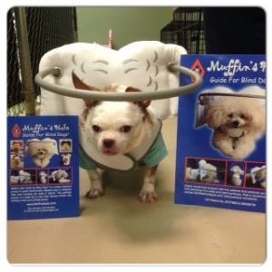 Pipper Blind Chihuahua Halo
