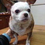 Pipper Blind Chihuahua Halo