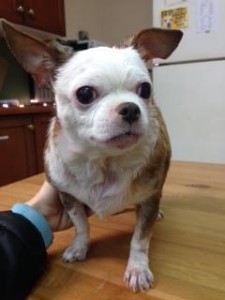Pipper Blind Chihuahua Halo