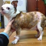 Pipper Blind Chihuahua Halo