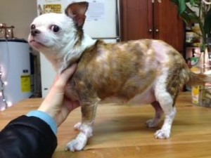Pipper Blind Chihuahua Halo