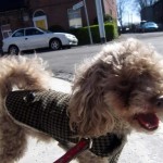Pogo Blind Poodle Halo