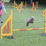 Pogo Blind Poodle Halo