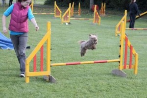 Pogo Blind Poodle Halo