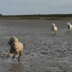 Pogo Blind Poodle Halo