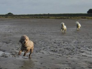 Pogo Blind Poodle Halo