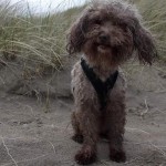 Pogo Blind Poodle Halo