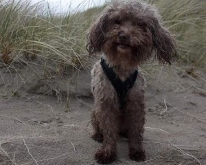 Pogo Blind Poodle Halo