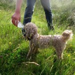 Pogo Blind Poodle Halo