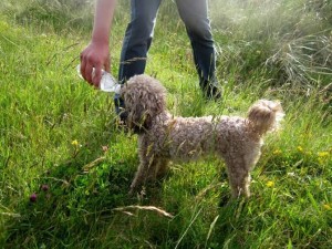 Pogo Blind Poodle Halo