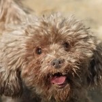 Pogo Blind Poodle Halo