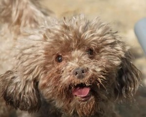 Pogo Blind Poodle Halo