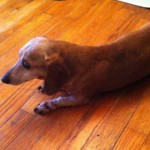 Pretty Blind Dachshund Halo